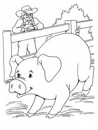 Schwein auf dem Bauernhof