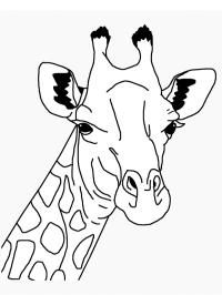 Kopf Giraffe