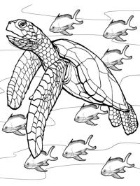 Schildkröte unter Wasser