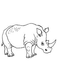 Nashorn