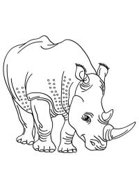 Nashorn