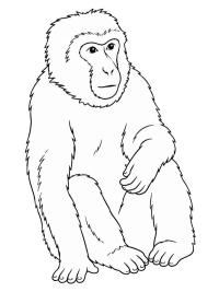 Berberaffe