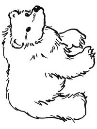 Braunbär