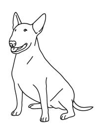 Bullterrier