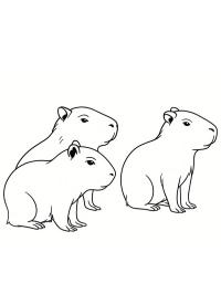 Capybara-Babys