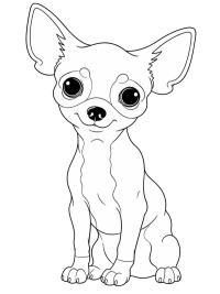 Chihuahua-Welpe
