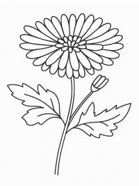 Chrysantheme