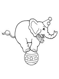 Zirkuselefant auf einem Ball