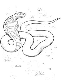 Kobra Schlange