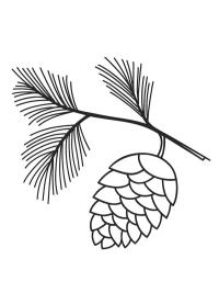 Tannenzapfen