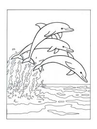 Delphine springen ins Meer