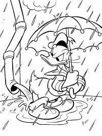 Donald Duck im Regen