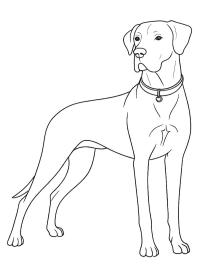 Deutsche Dogge