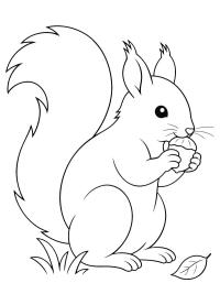 Eichhörnchen isst eine Haselnuss