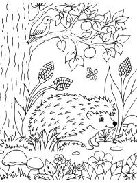 Igel in der Natur