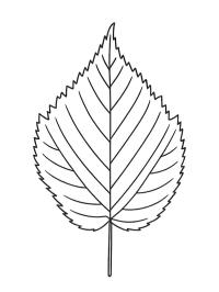 Erlenblatt