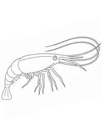 Garnele