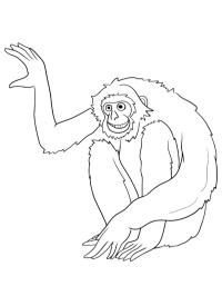 Gibbon