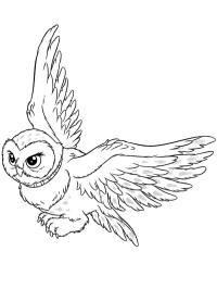 Die Eule Hedwig (Harry Potter)