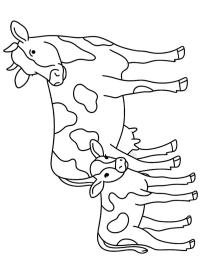 Kuh mit Kalb