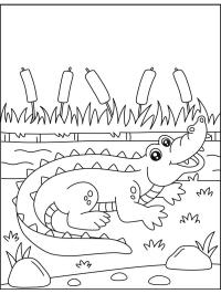 Krokodil mit offenem Maul