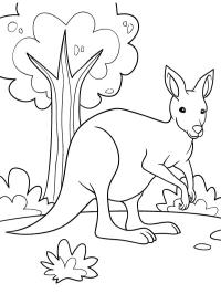 Schönes Känguru
