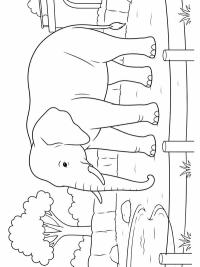 Elefant im Zoo