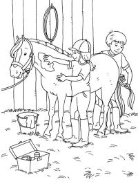 Pferdepflege