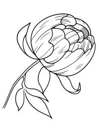 Pfingstrose