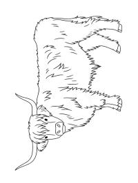 Schottisches Hochlandrind