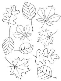Verschiedene Herbstblätter