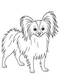 Papillon Hund