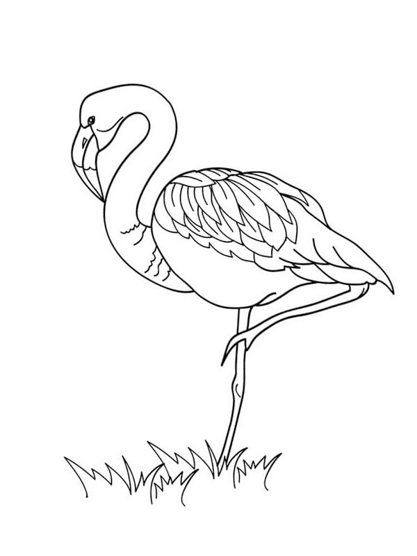 Flamingo im Wasser Ausmalbild Flamingo im Wasser Ausmalbild
