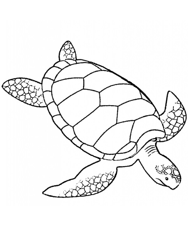 Meeresschildkröte Ausmalbild