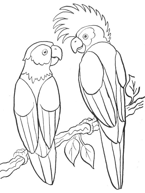2 Papageien Ausmalbild