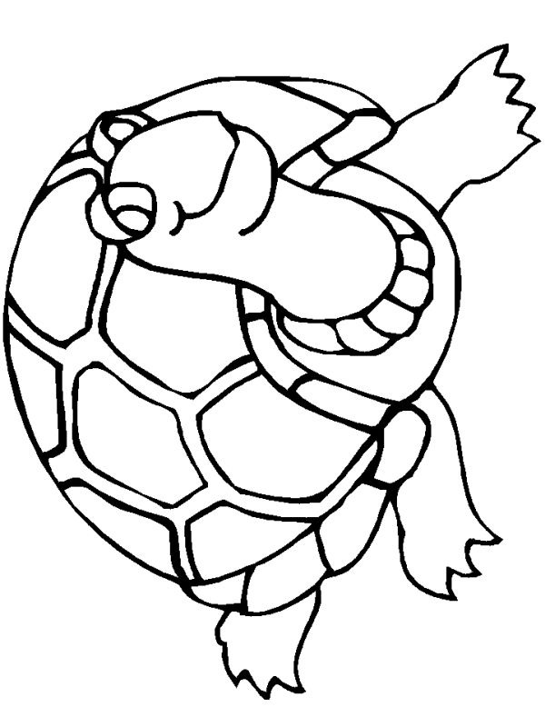 Schildkröte Ausmalbild Schildkröte Ausmalbild