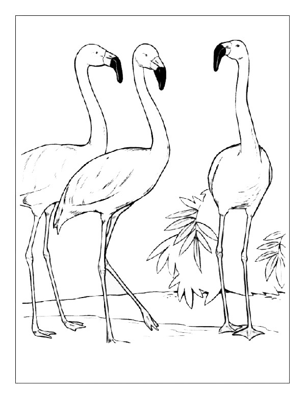 Drei Flamingos Ausmalbild