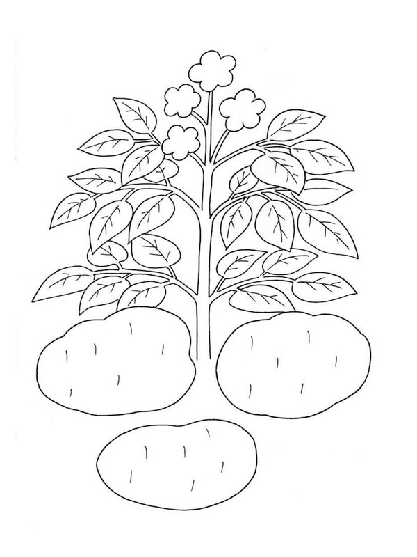 Kartoffelpflanze Ausmalbild