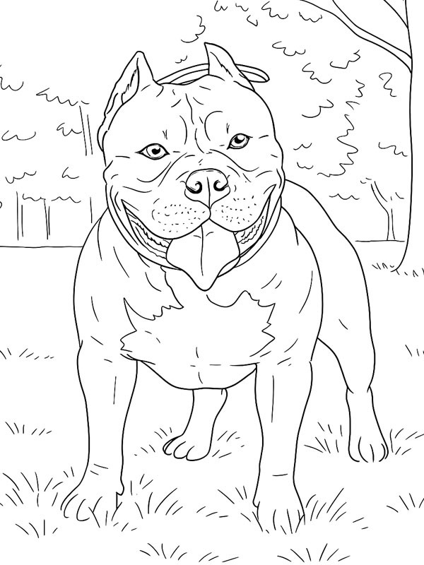 American bully Ausmalbild American bully Ausmalbild