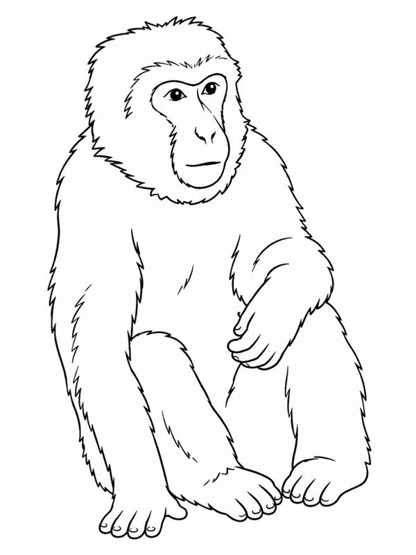 Berberaffe Ausmalbild Berberaffe Ausmalbild