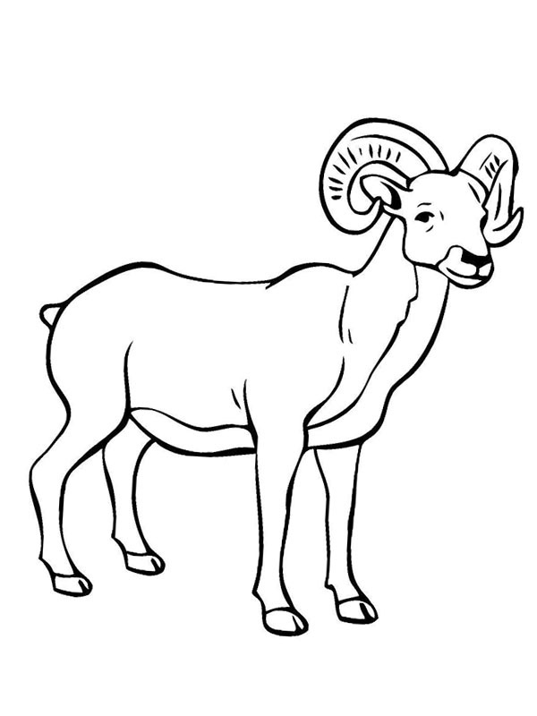 Bergschaf Ausmalbild Bergschaf Ausmalbild
