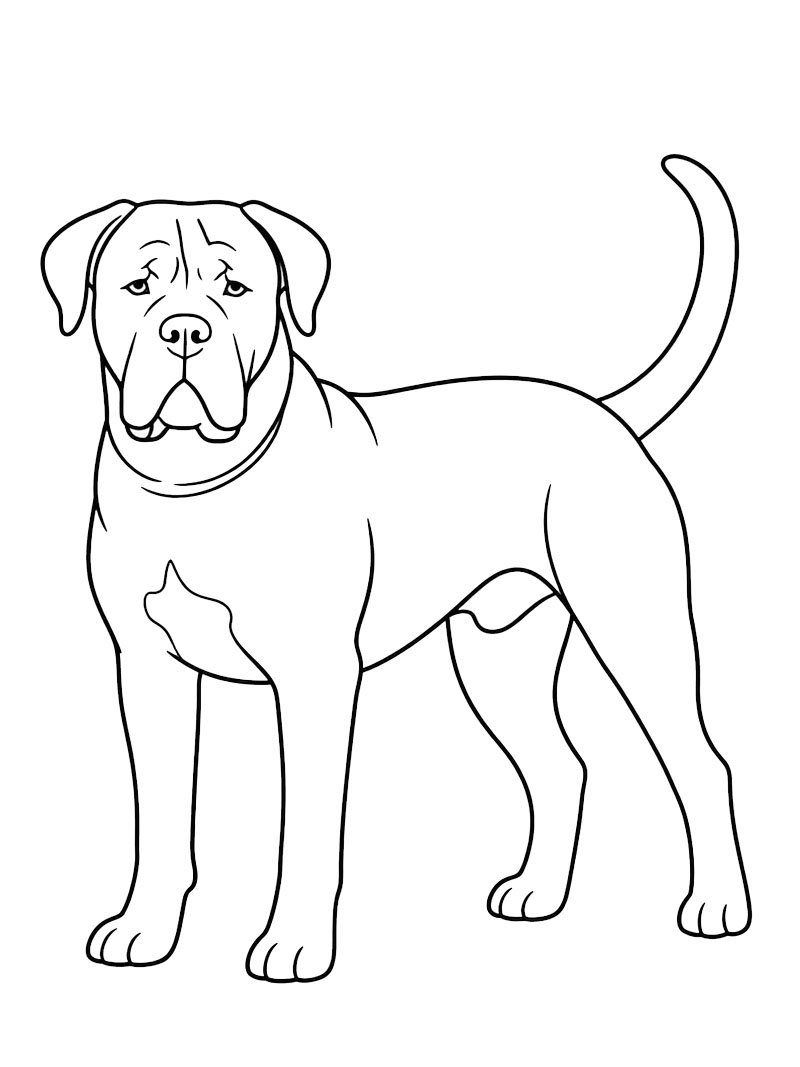 Cane corso Ausmalbild