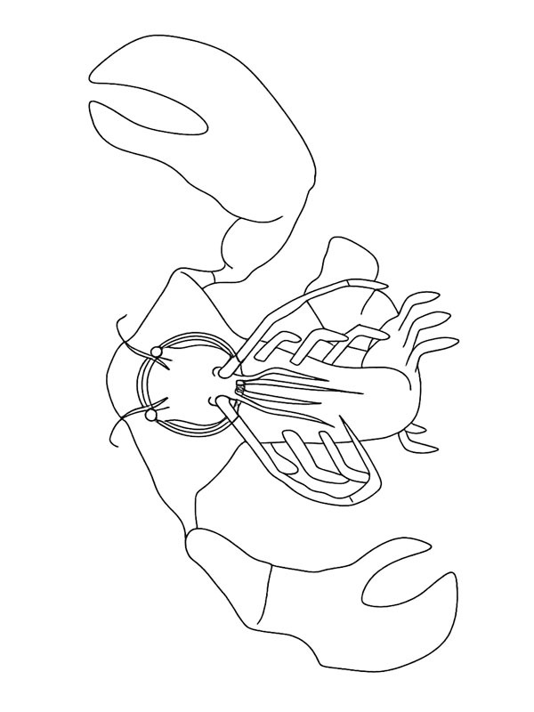 Clawrenzo (Garten of Banban) Ausmalbild Clawrenzo (Garten of Banban) Ausmalbild