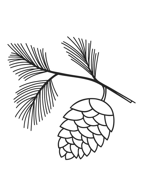 Tannenzapfen Ausmalbild