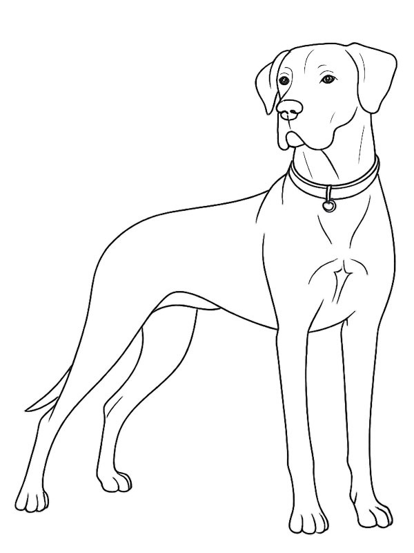 Deutsche Dogge Ausmalbild Deutsche Dogge Ausmalbild