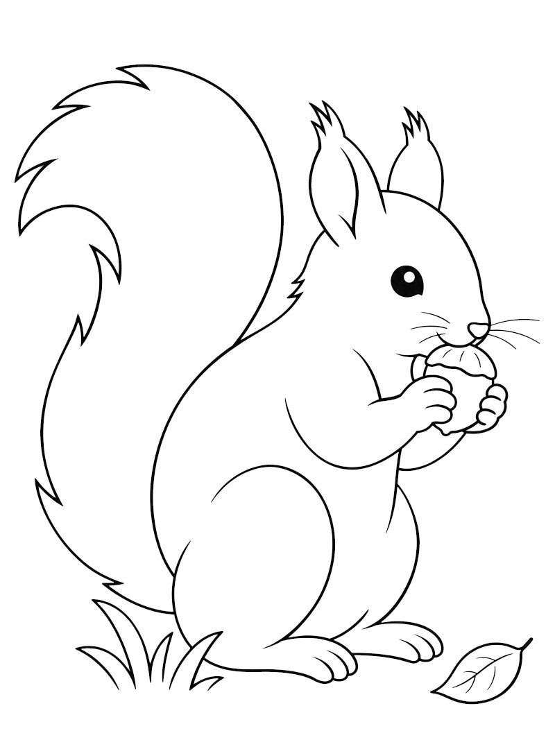 Eichhörnchen isst eine Haselnuss Ausmalbild Eichhörnchen isst eine Haselnuss Ausmalbild