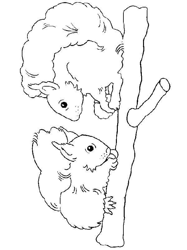 Zwei Eichhörnchen Ausmalbild Zwei Eichhörnchen Ausmalbild