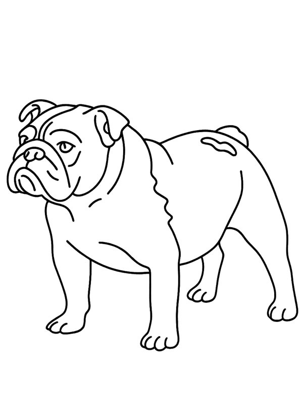 Englische Bulldogge Ausmalbild Englische Bulldogge Ausmalbild