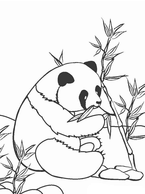 Essender Panda Ausmalbild