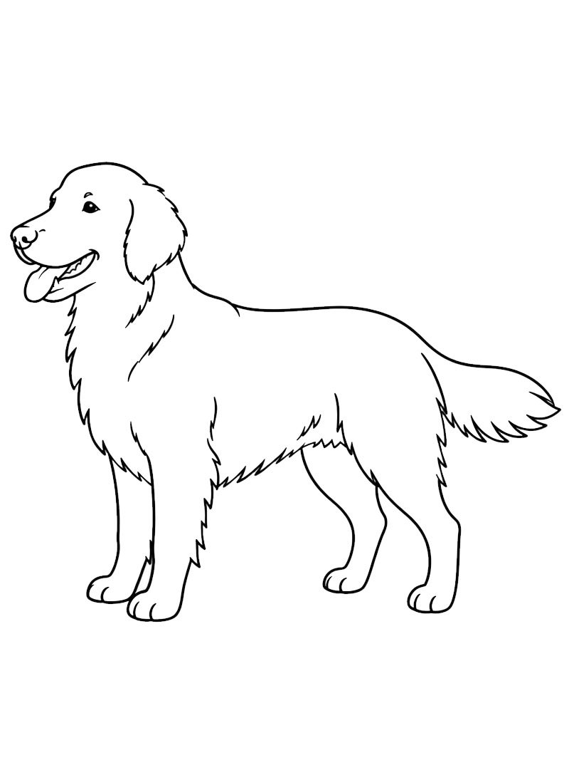 Flat-coated retriever Ausmalbild Flat-coated retriever Ausmalbild